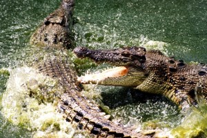 Crocs fighting Kakadu National Park