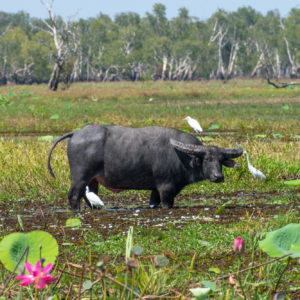 Water buffalo on Kakadu Yellow Water wildlife cruise