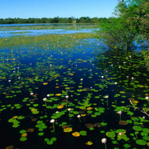 Wetlands on the Kakadu & Katherine Tour